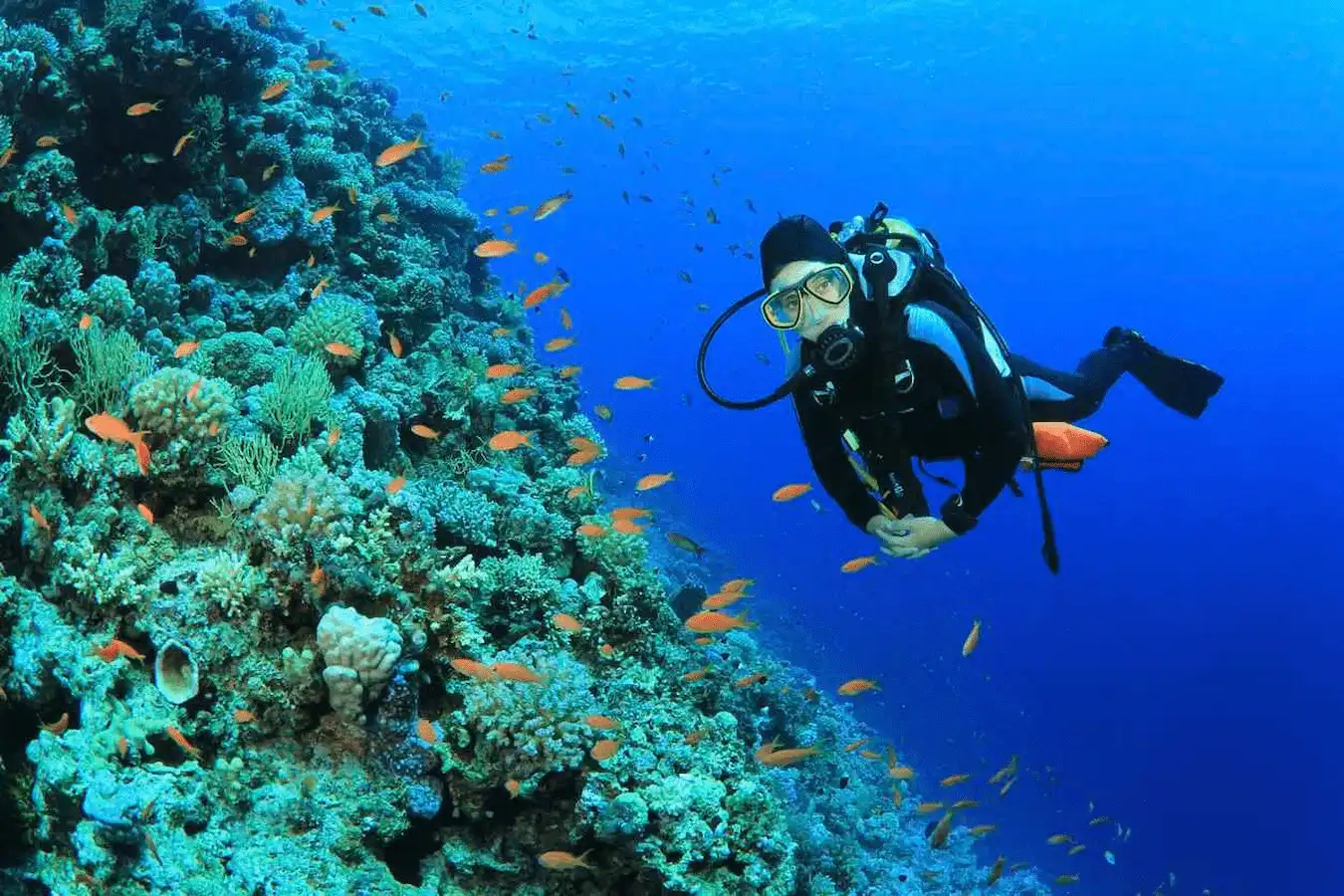 Eine türkisfarbene Bucht in der Türkei mit Unterwasser-Korallenriffen und bunten Fischen.